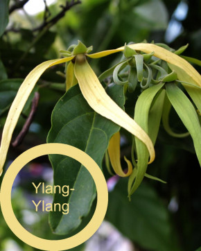 Schilling's gastro Global Waschmittel 5 Liter Ylang Ylang